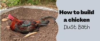 Yes, all chickens need a dust bath. How To Make A Dust Bath For Your Chickens Small Pet Select