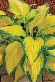 Check spelling or type a new query. The 8 Best Big Leaf Plants According To A Landscape Manager