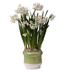 Paperwhite Narcissus Bulb Garden Gift Garden Bulbs Narcissus Bulbs Flower Bulb Gifts