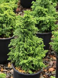 Image result for Cryptomeria