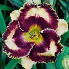 Water Mill Gardens The Daylilies Of Dan Jane Trimmer Day Lilies Daylilies Very Beautiful Flowers