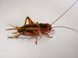 Una pareja de recién casados escapó en wisconsin por un segundo de una gran rama del árbol que casi los aplastó, informa cbs 58. Bromas De Los Amigos A Los Recien Casados Realidades Paralelas