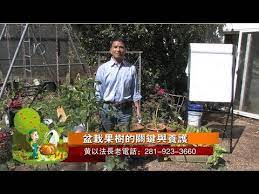 盆栽果樹的種植秘訣與施肥養護 youtube make it yourself youtube enjoyment