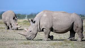 Jun 04, 2021 · about northern white rhino species before we move ahead to understand about the present rhino population , allow us to gain a sneak peek and intimately knowledge about the species. Northern White Rhinos 10 More Eggs Have Been Harvested From The Only 2 Left In The World Cnn