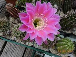 There are so many different varieties of the cactus plant; Every Day New Flowers In The Greenhouse In Koln Page 206 Cactiguide Com