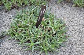 Image result for Hereroa