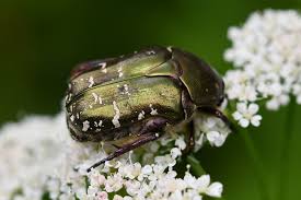 Image result for Phragmanthera proteicola