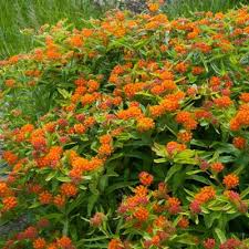 Milkweed Bushes Plants Garden Flowers The Home Depot