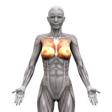 Hier findest du alle wichtigen übungen für ein erfolgreiches brustmuskeltraining. Brustmuskeltraining Fur Frauen Funktion Nutzen Und Ubungen