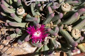 Image result for Aizoaceae