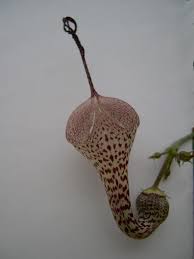 Image result for Ceropegia haygarthii