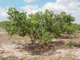 Image result for Anacardium