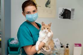 How To Choose The Right Veterinarian For You & Your Pet