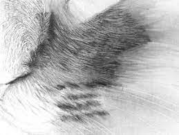 Check out these awesome videos to learn how to draw all kinds of animals and get some valuable practice in drawing textures like fur, hair, scales, skin, feathers, and a lot more. Drawing Realistic Hair With Pencil Part Two Cat Drawing Onlypencil Drawing Tutorials
