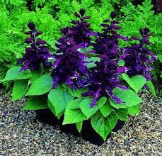 What is the cheapest option available within purple annuals? Salvia Salsa Purple Annuals Plant Library Annual Plants Plants Salvia