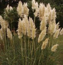 Pour en trouver, faites un tour sur la plateforme etsy ou demandez à votre fleuriste d'en commander spécialement pour vous. Herbe De La Pampa Plumet Cortaderia Gynerium