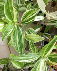 Image result for Commelina congesta