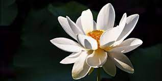 The white lotus was a syncretic religious and political movement which forecast of the imminent advent of the king of light (明王), ie. Lotus Flower Meaning What Is The Symbolism Behind The Lotus