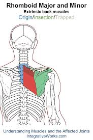 Pin On Back Extrinsic Origin Insertion