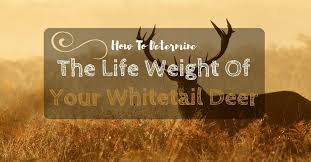 How Much Does Deer Weigh Determine The Life Weight Of Your