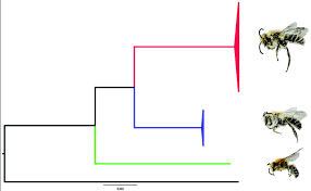I think it might have a broken left wing. Dna Barcoding The Bees Hymenoptera Apoidea Of Chile Species Discovery In A Reasonably Well Known Bee Fauna With The Description Of A New Species Of Lonchopria Colletidae