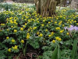 Der Heimische Winterling Eranthis Hyemalis Bluht Gelb Und Wird 5 10 Cm Hoch Durch Seine Sehr Fruhe Blutezeit Im Stauden Gartenarbeit Im Februar Blaustern