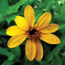 Rock island rv park boyd, tx 25.2 miles w. Texas Native Plant Week City Of Round Rock