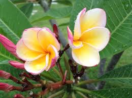 Hybrid Balinese Frangipani At Ole Ole Ollie Daun