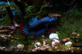 Betta Imbellis
