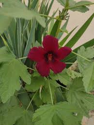 Image result for Hibiscus cannabinus