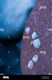 Image result for Patella aspera