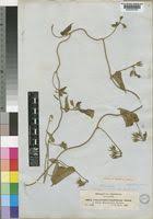 Image result for Ipomoea tenuirostris