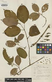 Image result for Agathisanthemum globosum