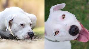 dogo argentino vs american pitbull terrier breed comparison