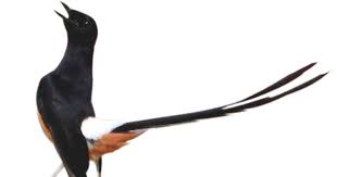 Jenis burung ini tersebar di berbagai kawasan di indonesia. Melatih Mental Dan Daya Tempur Murai Batu Untuk Lomba