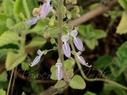Image result for Coleus amboinicus