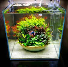 See more ideas about betta, betta tank, betta fish. Garden Koi On Instagram Betta Tank Tellement Simple Mais Tellement Beau Owner Glassgroveaquas Fish Tank Terrarium Fish Tank Themes Cool Fish Tanks