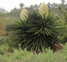 Image result for Yucca gigantea