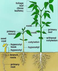 Parts Of A Dicot Horticulture Education Biology Plants Plant Science