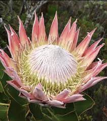 Dear sirs, we are interested in buying: King Protea Rare Huge Sale Live Plant About A Foot Tall Etsy