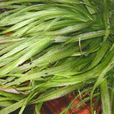 Image result for Blyxa aubertii