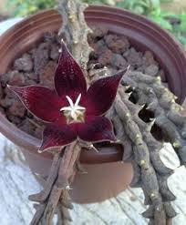 Image result for Piaranthus atrosanguineus