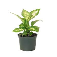 United Nursery Diffenbachia Compacta In 6 In Grower Pot In 2020 Easy Care Plants Dieffenbachia Houseplant Lush Leaves