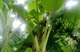 Check spelling or type a new query. Budidaya Tanaman Pisang Di Desa Letneo Ttu Menguntungkan Petani Orang Pu Skil