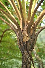 Image result for Cyathea cf. humilis