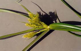 Image result for Cyperus luteus