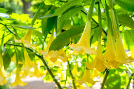 Maybe you would like to learn more about one of these? Brugmansia Plant Care Growing Guide
