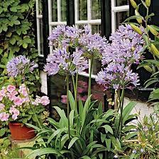 Top Florida Plants Florida Flowers Florida Plants Florida Landscaping