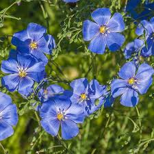 Image result for Linum