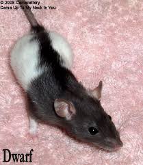 Rat Colors Patterns Camarattery Colorado Rat Breeder